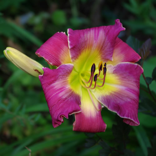 Hemerocallis Argyle Smile